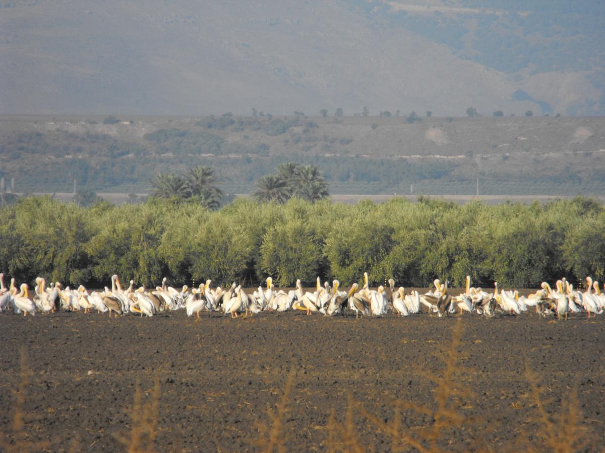 Jordan Valley Birding Lodge Kefar Ruppin Extérieur photo