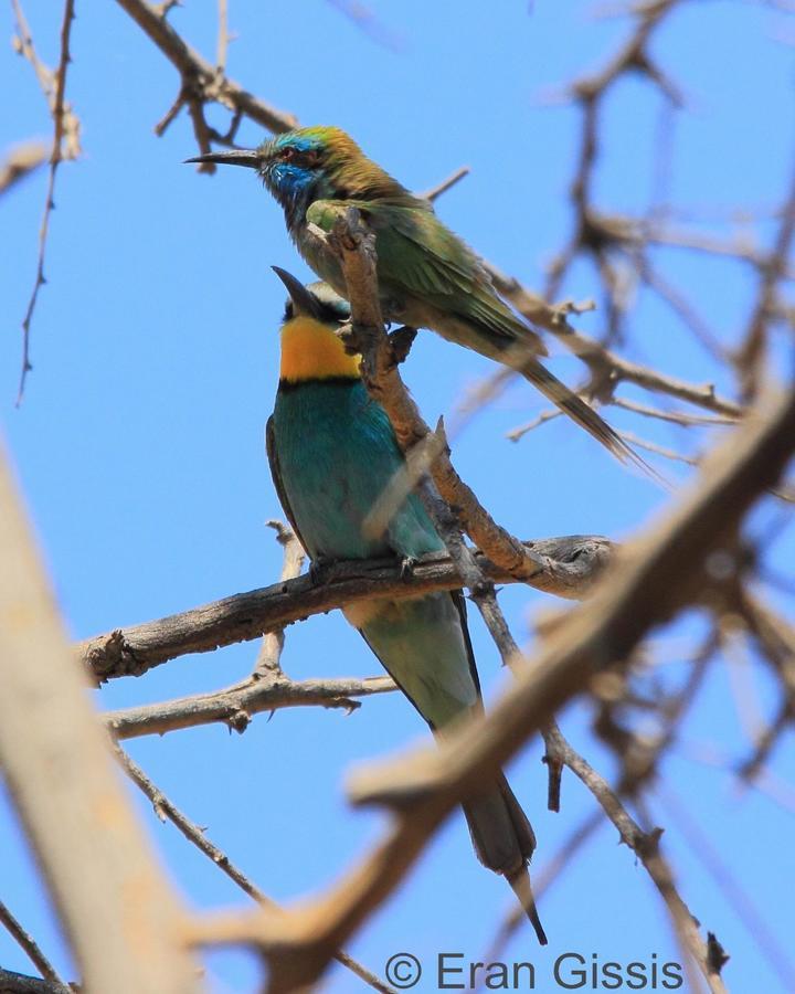 Jordan Valley Birding Lodge Kefar Ruppin Extérieur photo