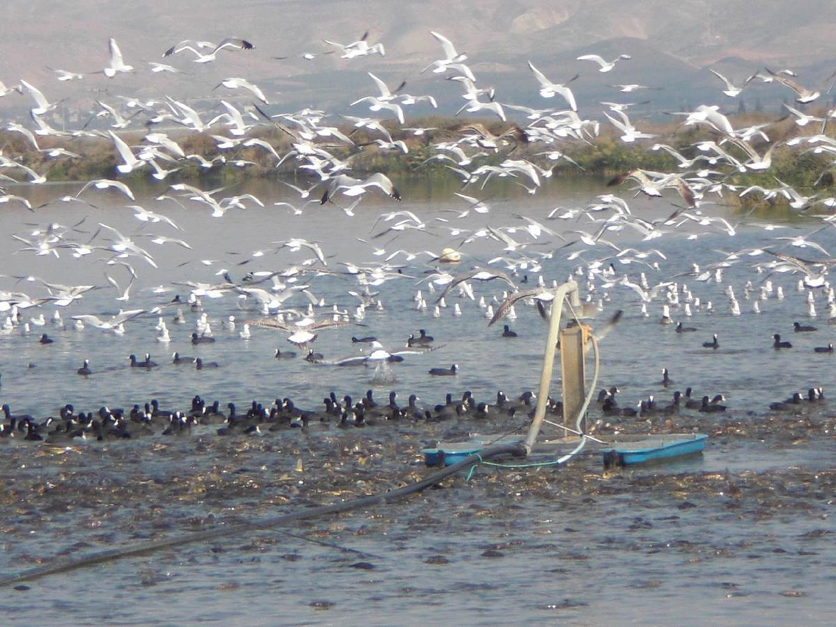 Jordan Valley Birding Lodge Kefar Ruppin Extérieur photo